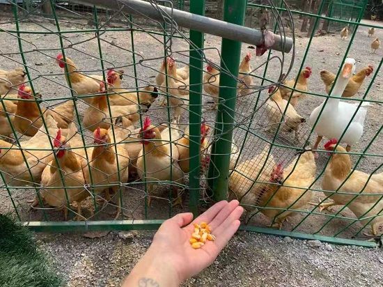 ͥԺ��(j��ng)���B(y��ng)ֳ