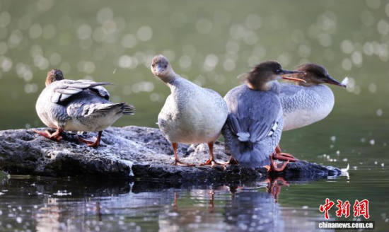 ���A��ɳ�����ԁ����w��ˮ��ʯ�^����Ϣ�����w��� �z