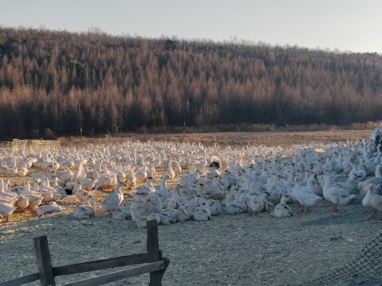 ���M(j��n)ѩ�Z�B(y��ng)ֳ�a(ch��n)�I(y��)朽��O(sh��) ������ί������/���D