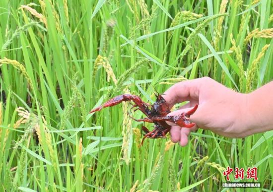 �ڼ���ʡ��ͨ�h�������ˆT�ɹ����������m��(y��ng)�������حh(hu��n)����С���r������(chu��ng)��̽���������B(y��ng)ֳ�rз��ģʽ��(�Y�ψD) ���� �z