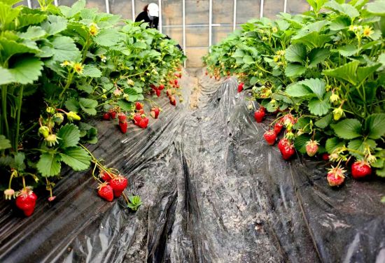 ���D�hί������/���D